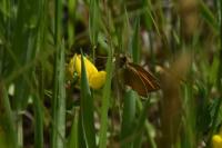 Thymelicus lineola