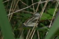 Aporia crataegi