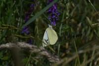 Pieris rapae