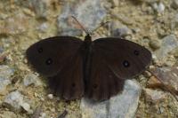 Minois dryas
