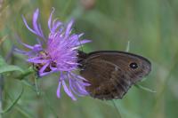 Minois dryas