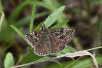 Erynnis tages