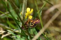 Pyrausta purpuralis