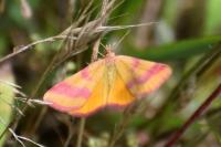 Lythria cruentaria