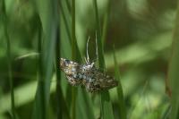 Elophila nymphaeata