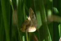 Camptogramma bilineata