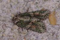 Dryobotodes eremita