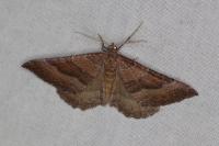 Larentia clavaria