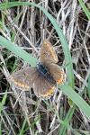 Aricia agestis