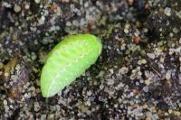 Apoda limacodes