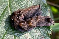 Thyatira batis