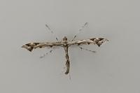 Amblyptilia acanthadactyla