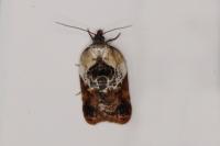 Acleris variegana