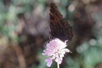Aglais io