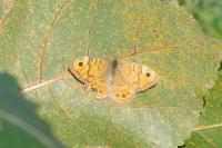 Lasiommata megera