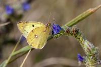 Colias alfacariensis