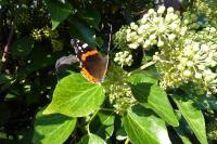 Vanessa atalanta