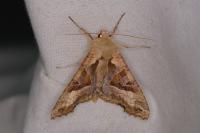 Phlogophora meticulosa