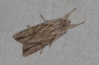 Lithophane leautieri