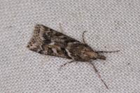 Eudonia angustea