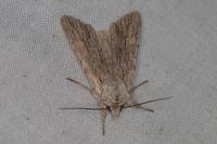 Lithophane leautieri