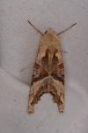 Phlogophora meticulosa