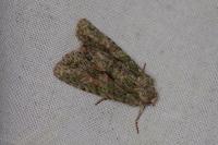 Dryobotodes eremita