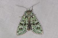 Griposia aprilina