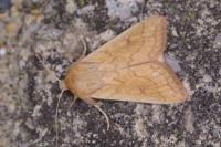 Mythimna vitellina