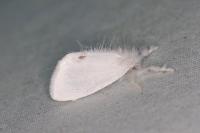 Sphrageidus similis