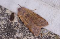 Agrochola lychnidis