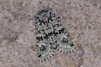 Griposia aprilina