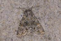 Polymixis flavicincta