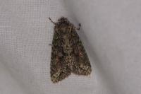 Dryobotodes eremita