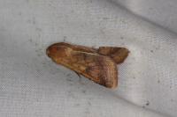 Helicoverpa armigera