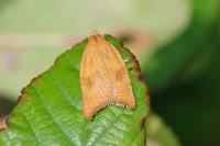 Acleris rhombana