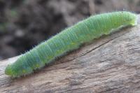 Pieris rapae