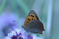 Lycaena phlaeas