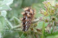 Acronicta rumicis