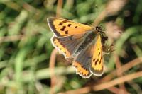 Lycaena phlaeas