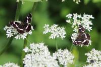 Araschnia levana