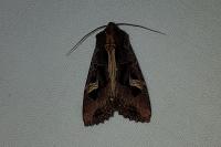 Trigonophora flammea