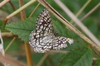 Chiasmia clathrata