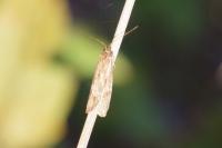 Diurnea lipsiella