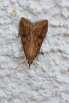 Udea ferrugalis