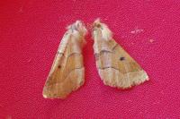 Crocallis tusciaria