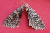 Catocala elocata