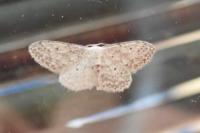 Idaea seriata