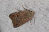 Leptologia lota