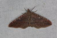 Nycterosea obstipata